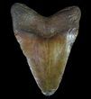 Fossil Megalodon Tooth - Georgia #65744-2